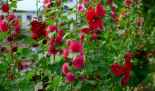 小花朵的拟人句