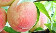 描写桃子的比喻句