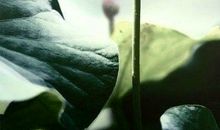 正能量禅意句子