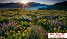 写大自然的优美句子