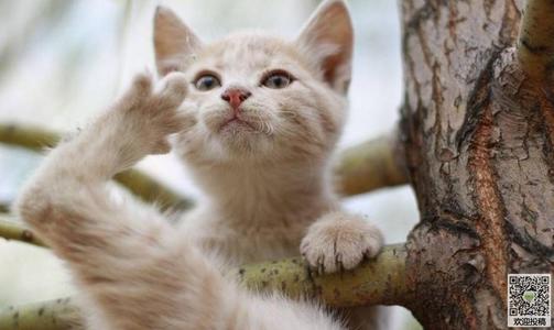 关于小猫的隐喻