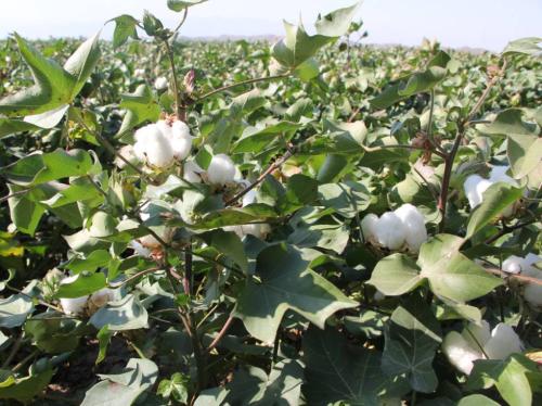 秋天的棉花寓言