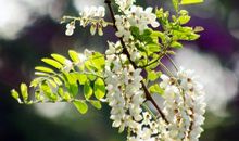 有关槐花的比喻句