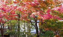 有关枫叶的比喻句