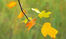 关于叶子的比喻句