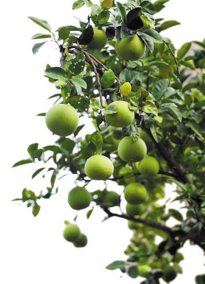 描述柿子的寓言