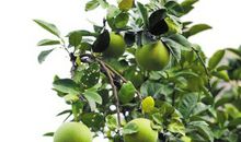 形容柿子的比喻句