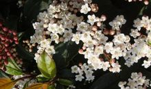 描写桂花外形的句子