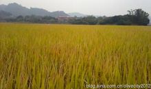 关于稻谷的比喻句