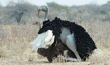 属鸵鸟的歇后语