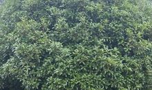 形容桂花比喻句