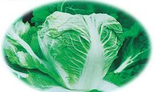 有关白菜的比喻句