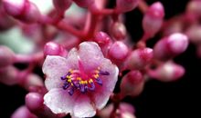 有关花的比喻句