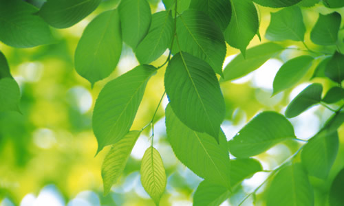 秋天植物的比喻句