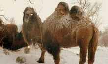 骆驼的脖子鸵鸟的脚歇后语