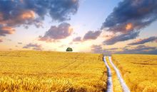 秋天橘子的比喻句