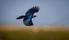 关于鸟类的比喻句