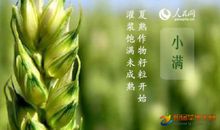 小满节气民间谚语大全