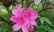 描写杜鹃花的好句