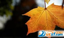 一叶知秋造句大全