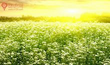 抒情春天唯美的句子