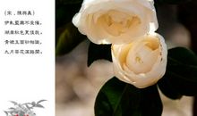 描写茶花的比喻句