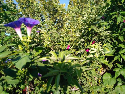 写一个牵牛花的比喻