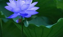 描写荷花优美句子