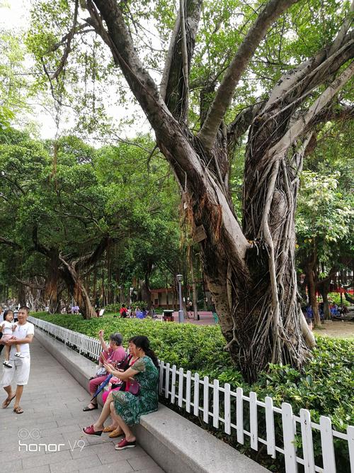 写下榕树的比喻句子