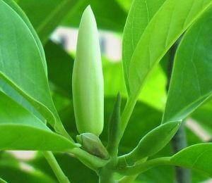 白兰华的比喻句