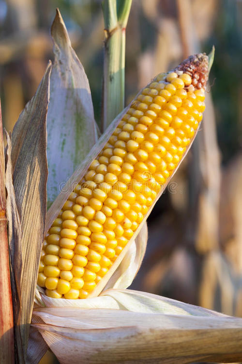 描述玉米成熟度的句子