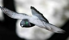 用鸽子写比喻句