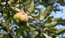 苹果树的比喻句