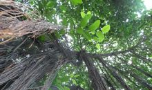 榕树像什么比喻句