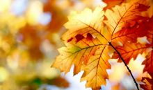 形容花美的比喻句