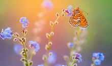 用蝴蝶造比喻句