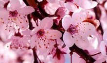 和花有关的比喻句