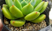 青苹果的比喻句