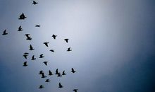 鸟儿飞翔比喻句