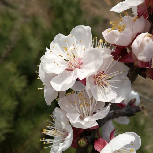 描写风，花，雪和月亮的诗