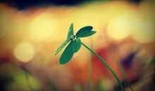 写露珠的比喻句