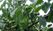 核桃树的比喻句