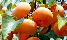 秋天水果比喻句