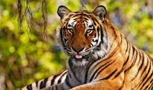 老虎进山洞歇后语