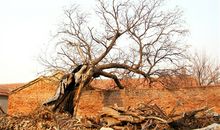 老鸹窝里出凤凰歇后语