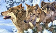 英语含狼的谚语