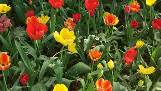 女子39岁生日祝福