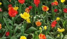 女人39岁生日祝福语