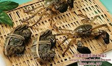 四两棉花八张弓歇后语