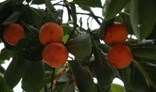 红红的柿子比喻句